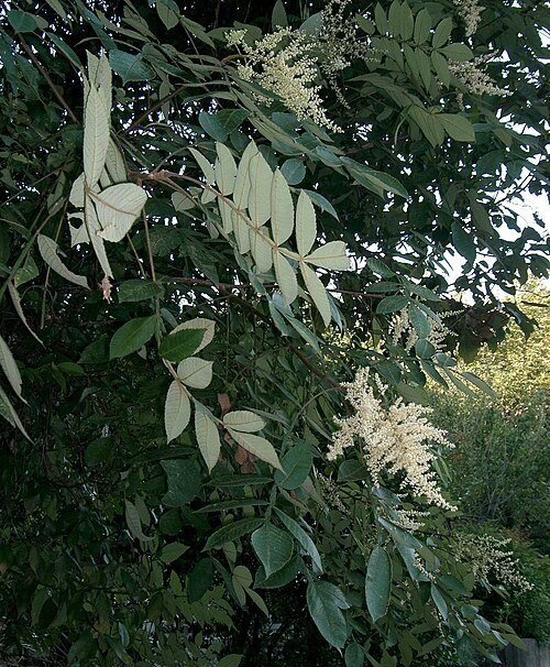 Chinese sumac - Chinese gall