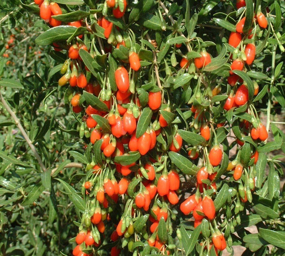 Chinese boxthorn / Goji Berry / Wolfberry / Chinese Wolfberry