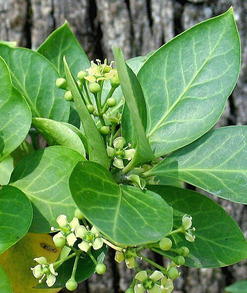 Fortune's spindle