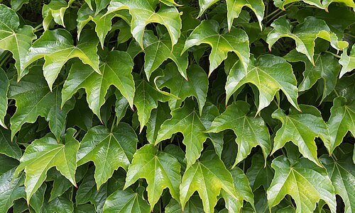 Japanese creeper - Boston ivy - grape ivy - Japanese ivy