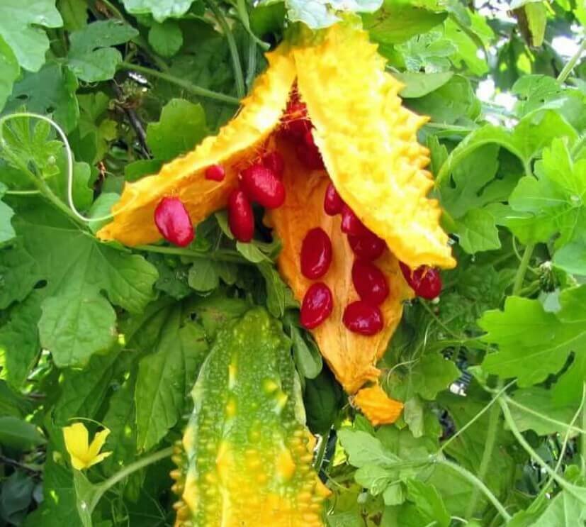 small bitter gourd karela