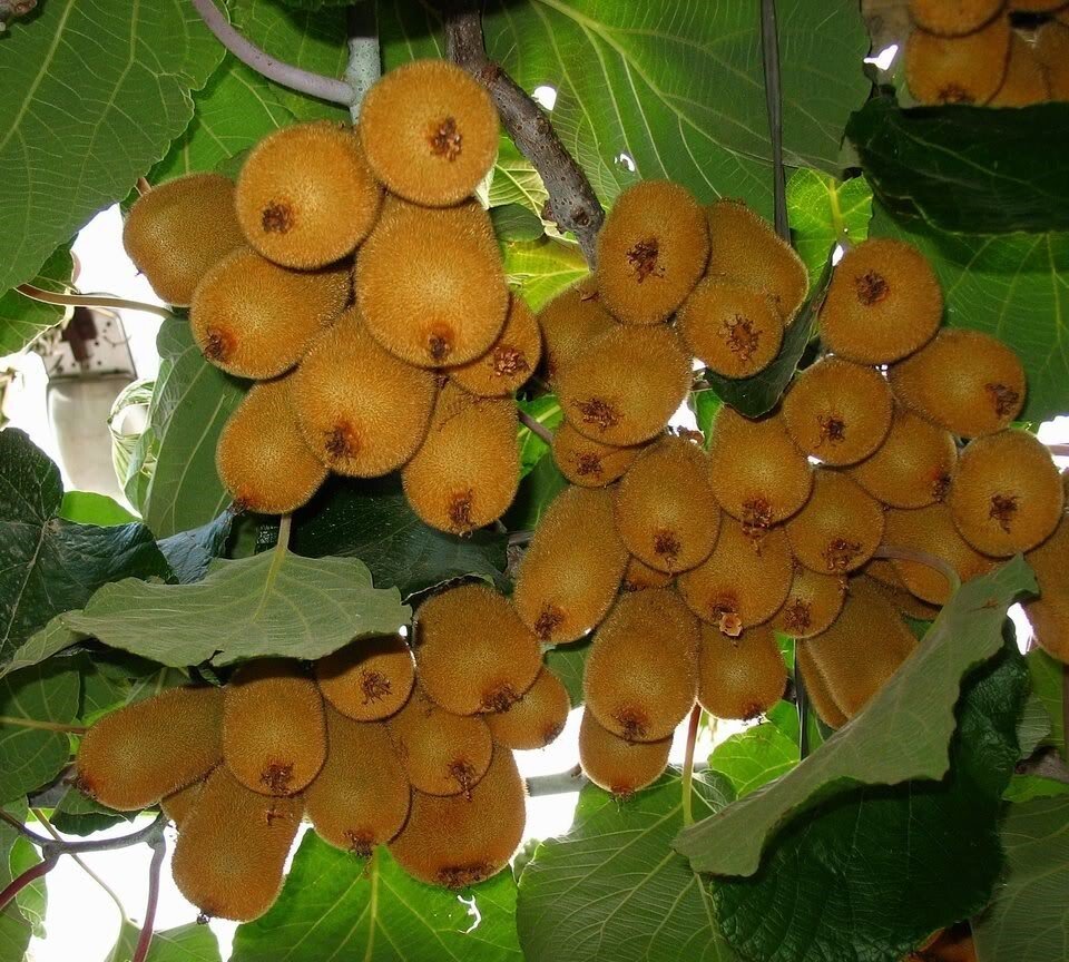 Golden Kiwi / Chinese Gooseberry