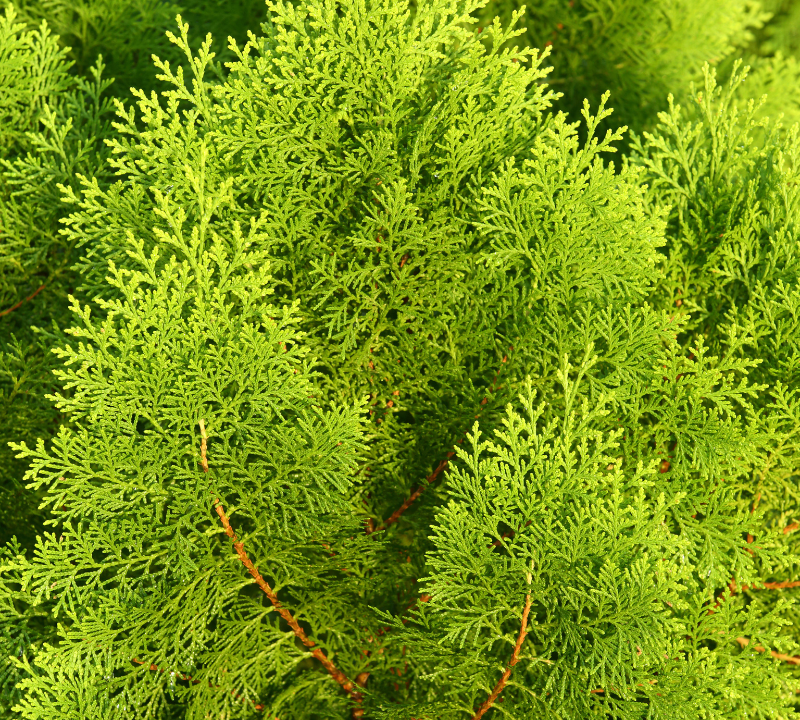 Thuja orientalis 'Nana Aurea'
