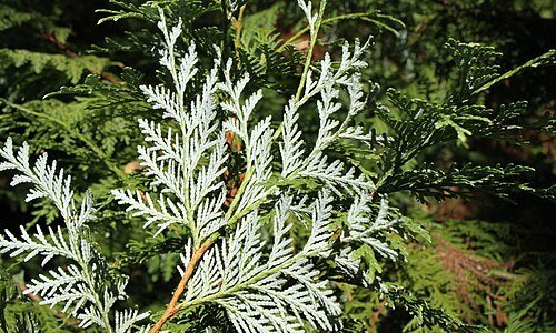 Thuja koraiensis Nakai