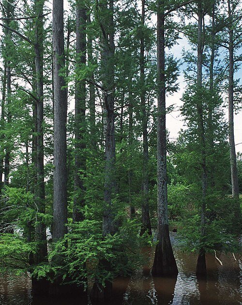 baldcypress - swamp cypress