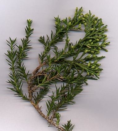 Juniperus chinensis Bonsai tree