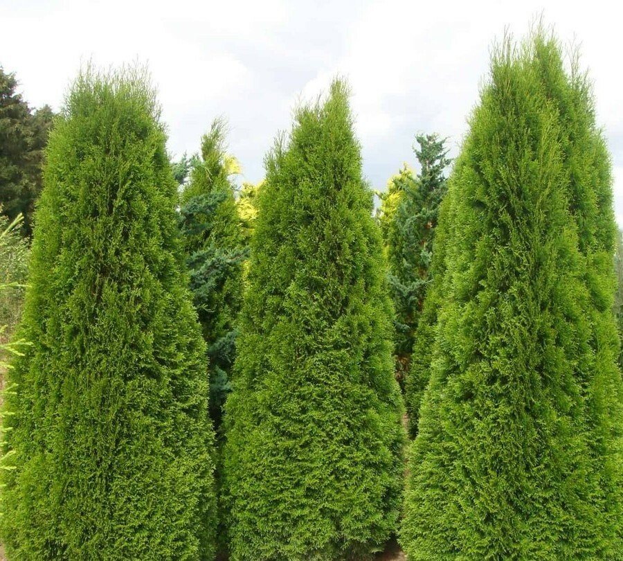 Thuja compacta - Pyramidalis Compacta