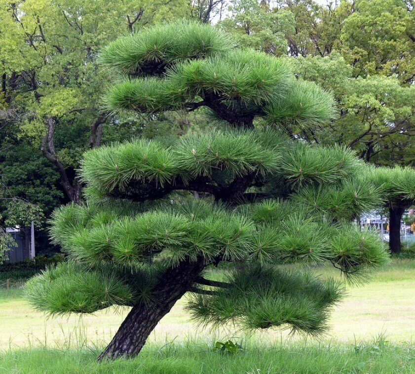 Japanese Black Pine Tree