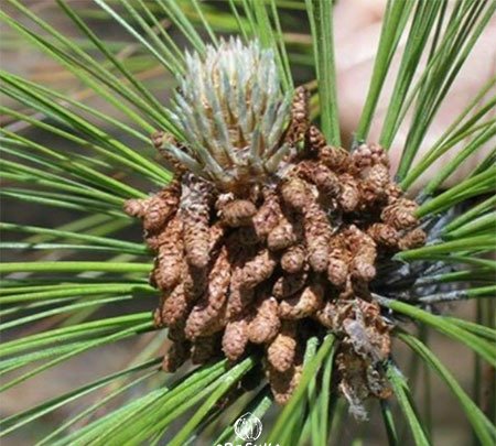 Chir Pine Seeds for Planting — Image 11