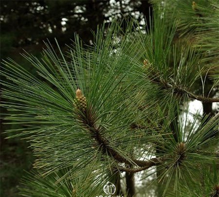 Chir Pine Seeds for Planting — Image 21