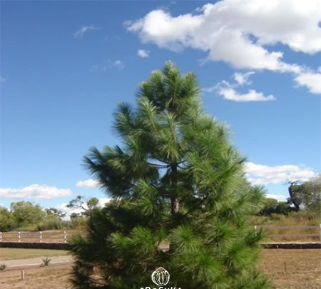 Chir Pine Seeds for Planting — Image 31