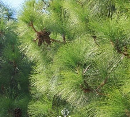 Chir Pine Seeds for Planting — Image 41