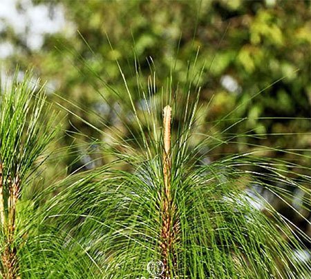 Pinus Roxburghii - Chir Pine