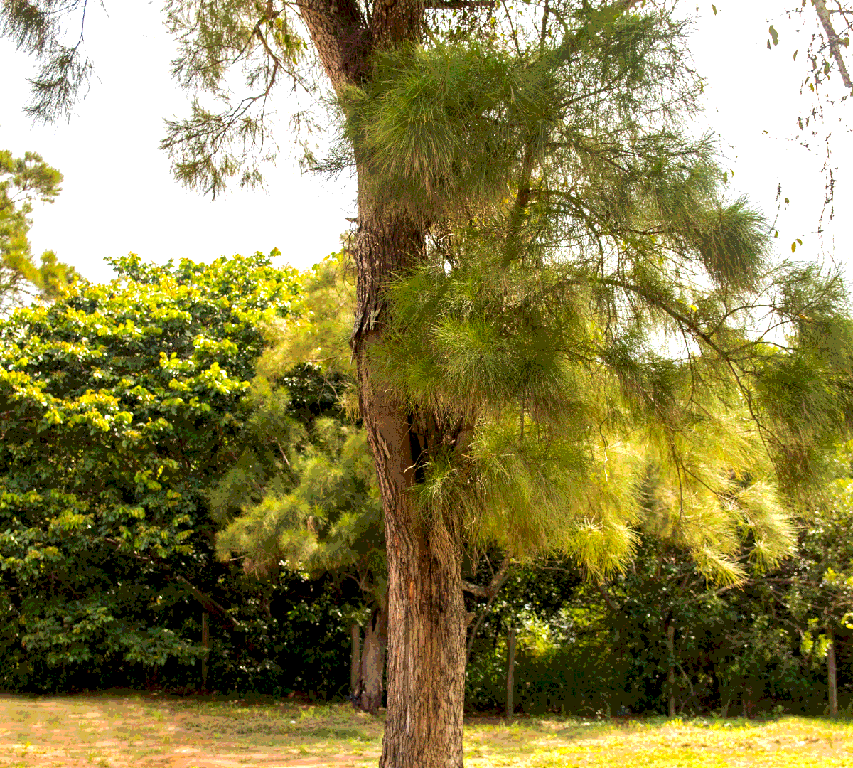 Australian Pine / Beach Sheoak / Horsetail Tree / Coastal She-Oak