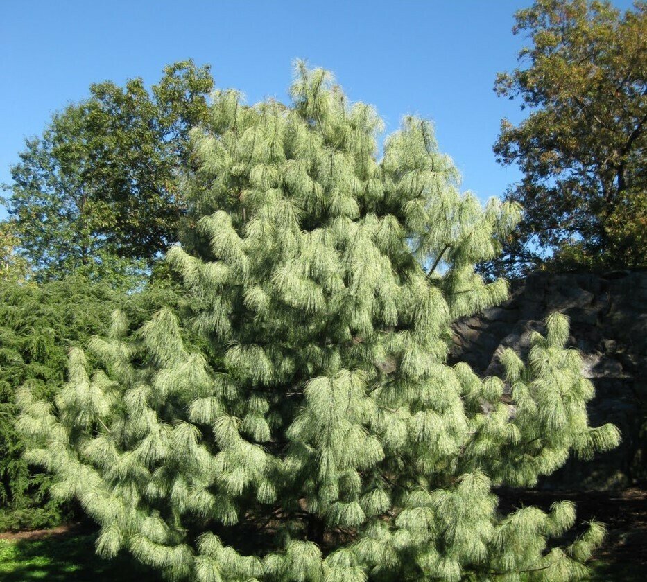 Himalayan Blue Pine / Bhutan Pine / Himalayan White Pine