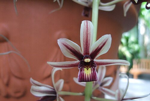Aloe-Leaf Cymbidium / Cymbidium Orchid / Boat Orchid