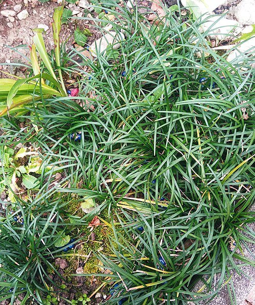 dwarf lilyturf - mondograss - fountainplant