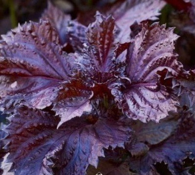 Beefsteak plant - Shiso - Perilla mint