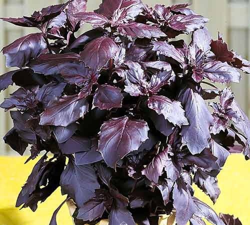 Osmin Purple Basil / Dark Purple Basil