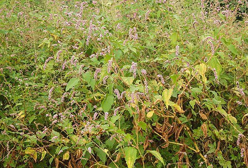 Ragged Sailor - Ladyfingers - Oriental Pepper
