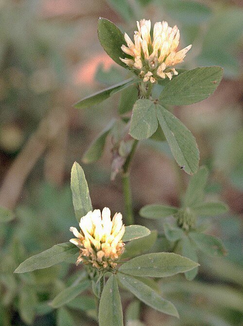 Berseem Clover / Egyptian Clover / Alexandrian Clover