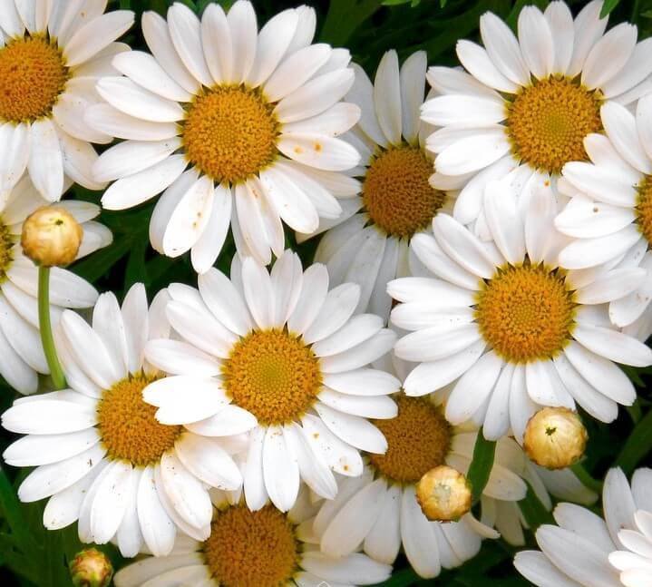 German Chamomile / Chamomile / Scented Mayweed