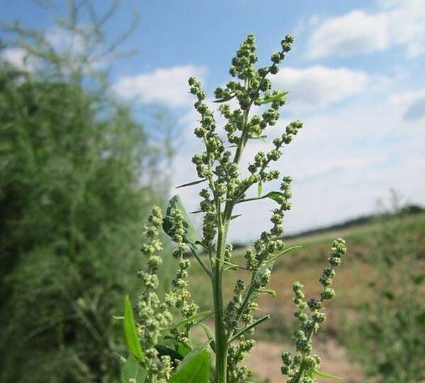 Lamb’s Quarters / White Goosefoot / Wild Spinach