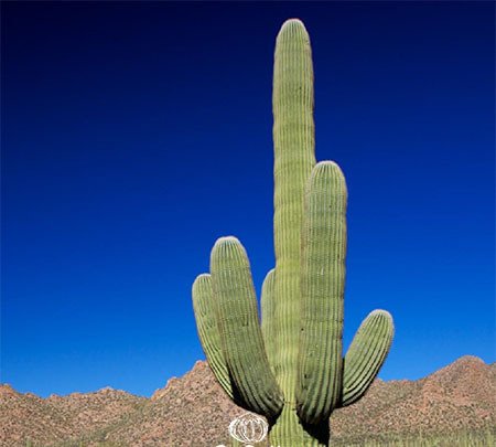 Giant Saguaro Cactus / Saguaro Cactus / Giant Cereus Cactus