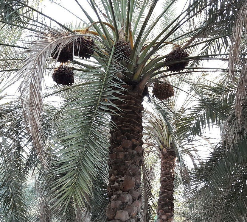 Deglet Noor Date Palm Seeds for Planting