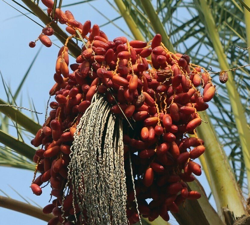 Date Palm - "Mabroom"