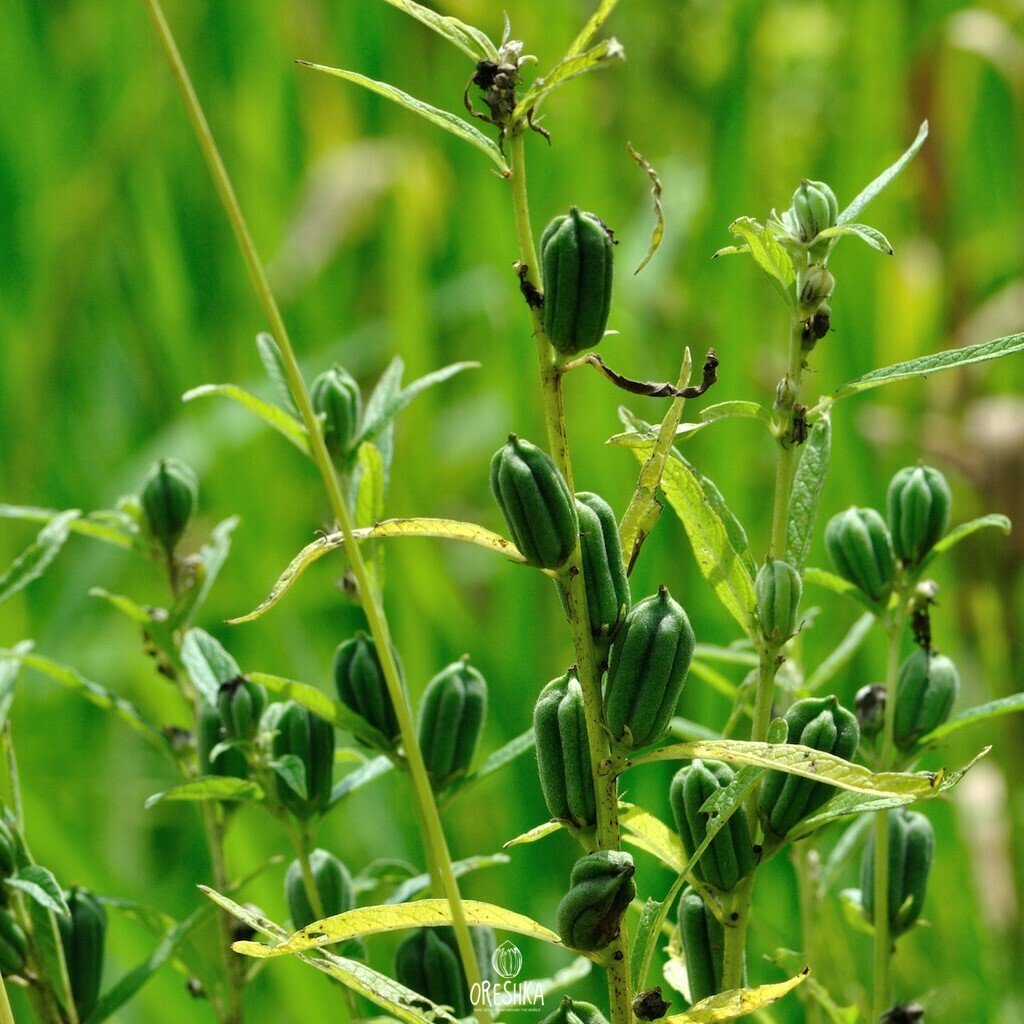 Sesame Seeds for Planting