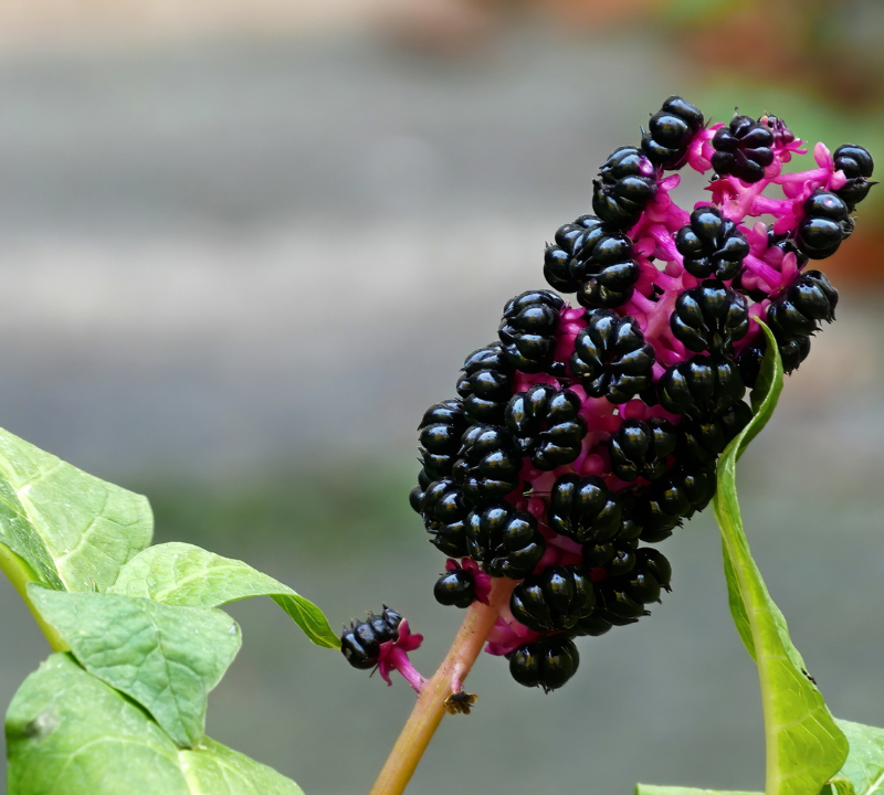 Japanese Pokeweed / Japanese Pokeberry