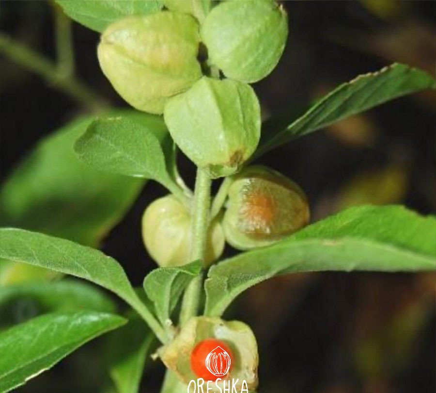 Plant2 2