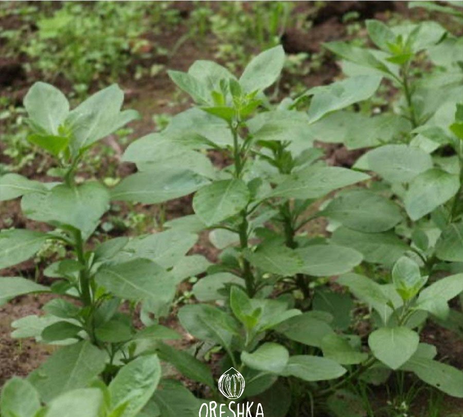 Plant2 3