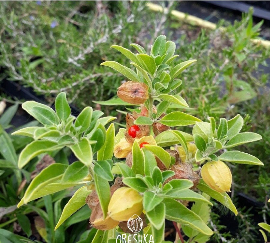 Plant2 4