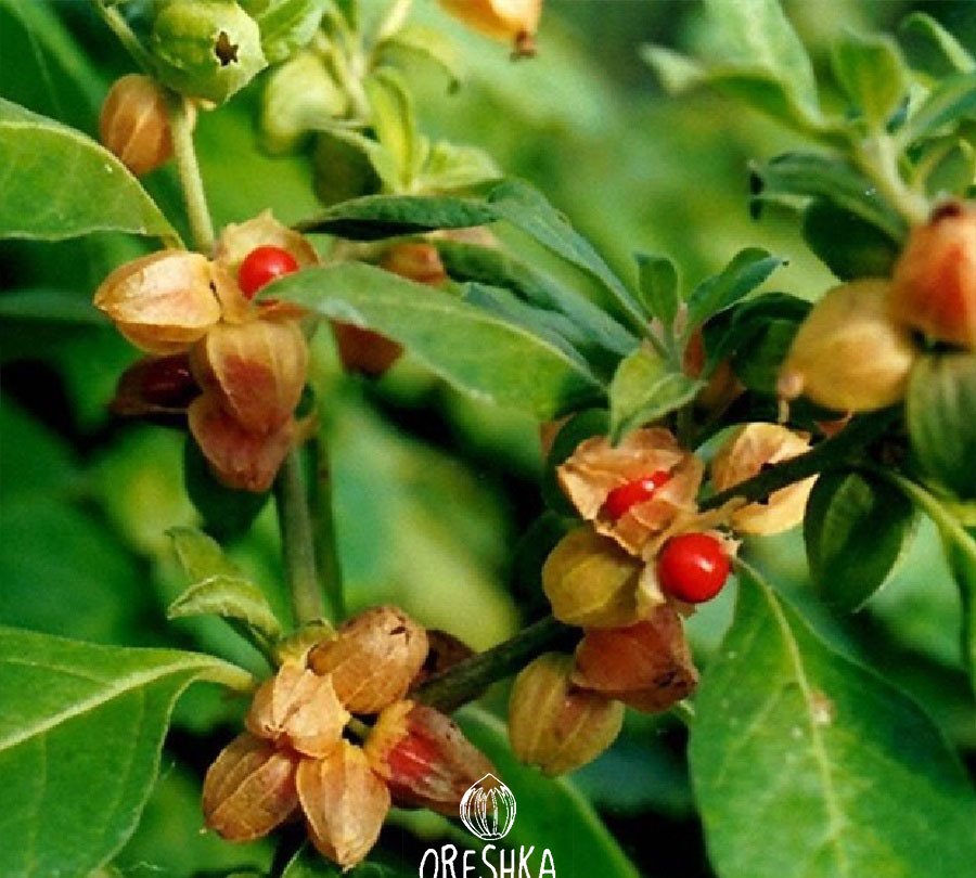 Plant2 5