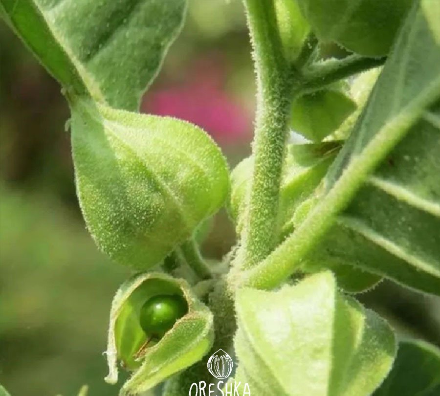 Plant2 6