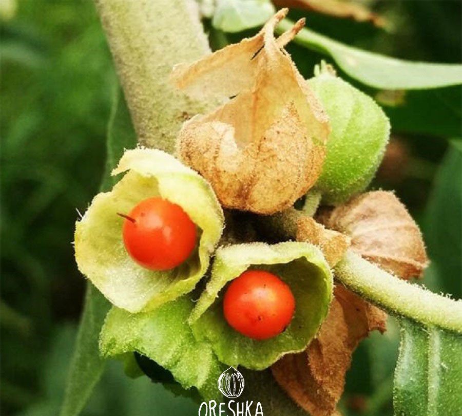 Ashwagandha - Indian Ginseng