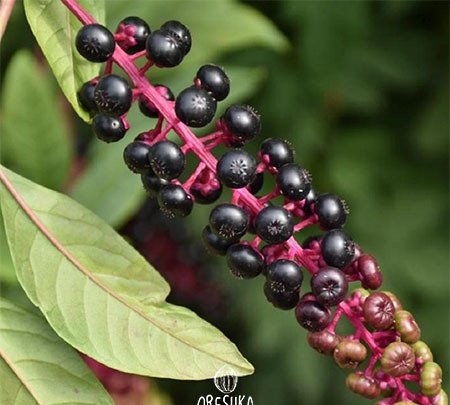 American pokeweed - pokeroot - pokeberry - American poke