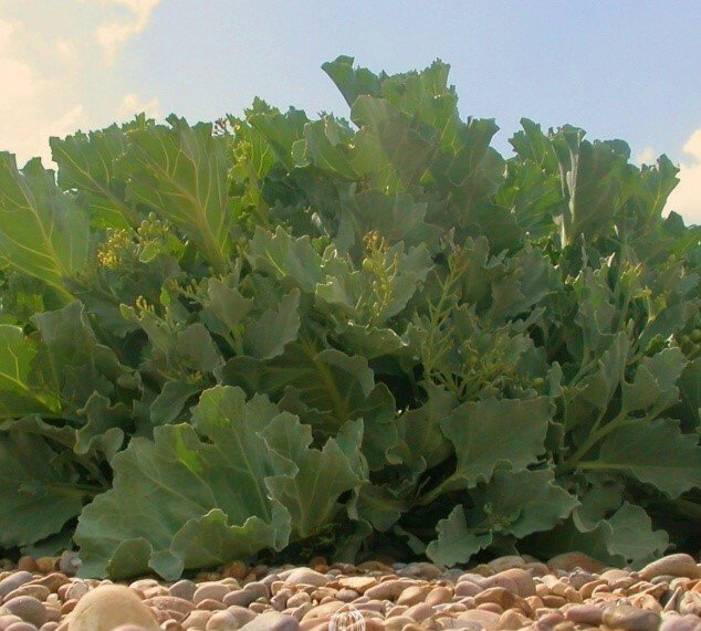Crambe - Crambe tataria