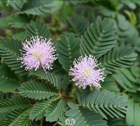 Touch-Me-Not Plant