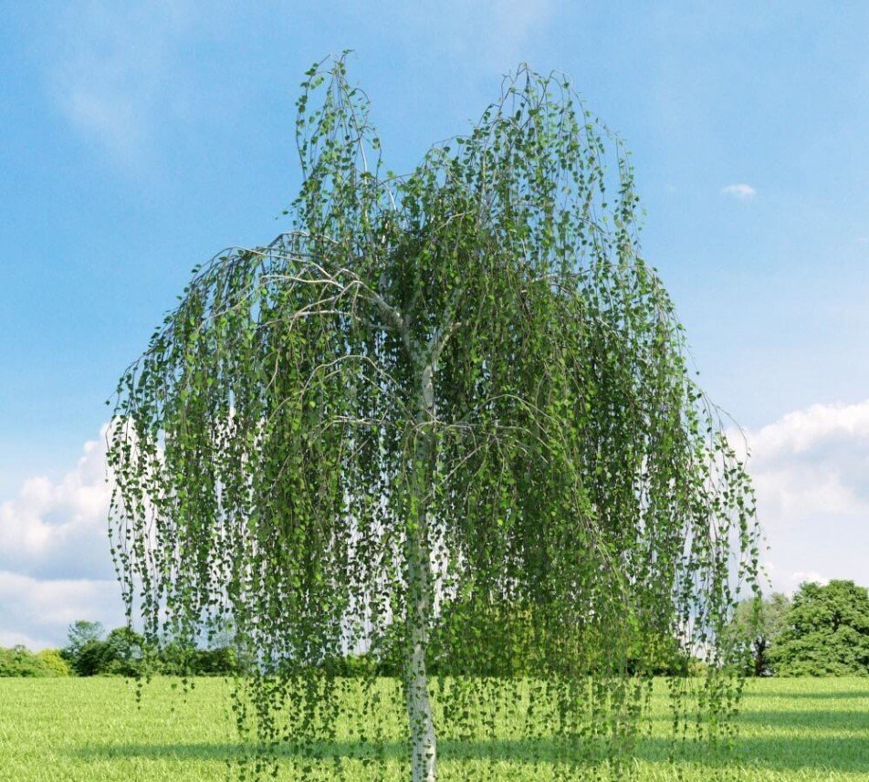 silver birch - European birch