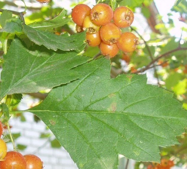 Azarole, Mediterranean hawthorn