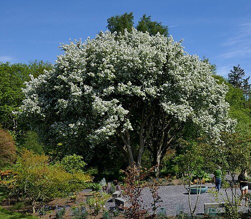 Chinese crab apple Bonsai tree