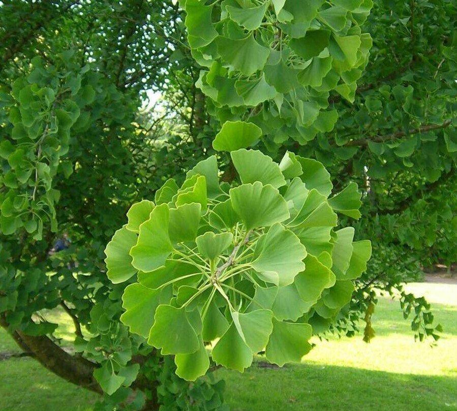 fossil tree - maidenhair tree - Japanese silver apricot