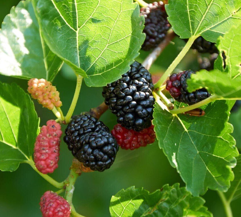 black mulberry