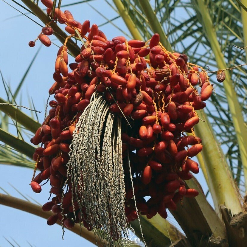 Sweet Tamarind Seeds for Planting