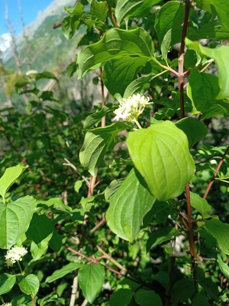 Strychnine Tree Seeds for Planting