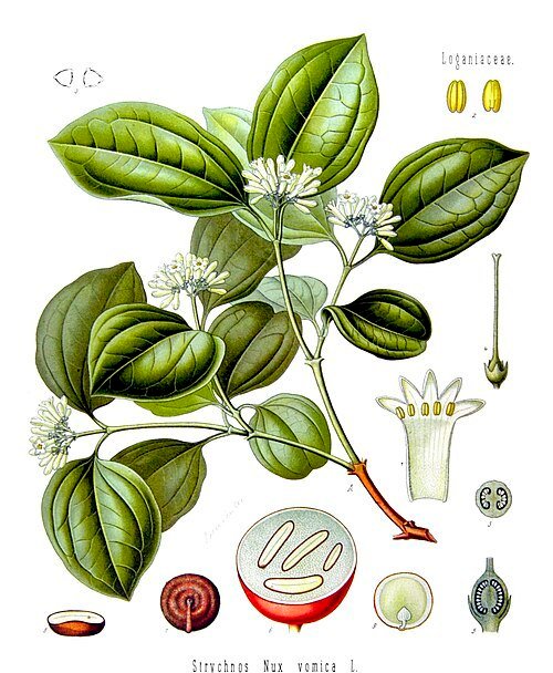 strychnine tree - as nux vomica - poison fruit - semen strychnos