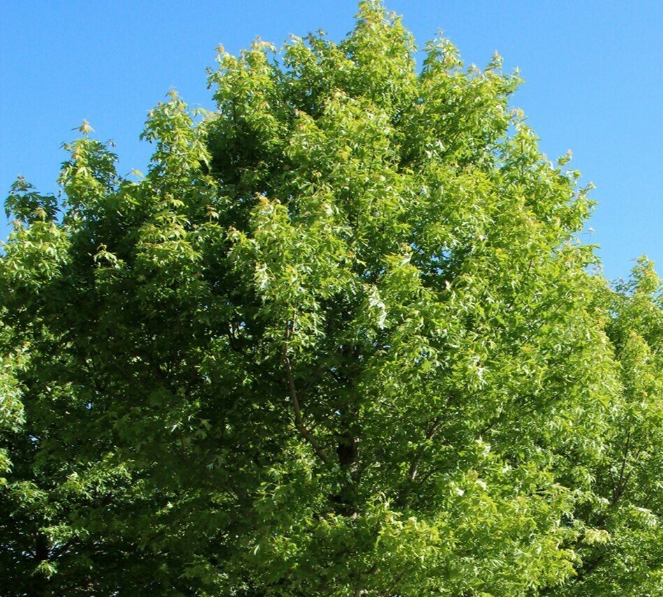 silver maple - creek maple - silverleaf maple - soft maple